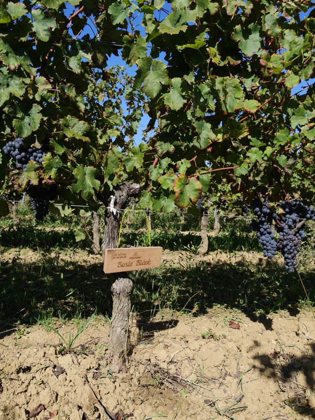 Виноградник на урожай